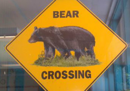 Bear Crossing Image